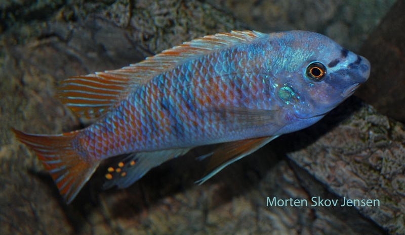 Labeotropheus fuelleborni 'Chiwi Rocks'